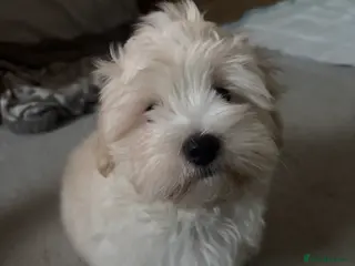 Maltipoo dogs Maltipoo - Advert 13