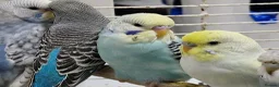 Budgerigars birds for sale: Super silly hand tamed baby budgies  - Advert 14
