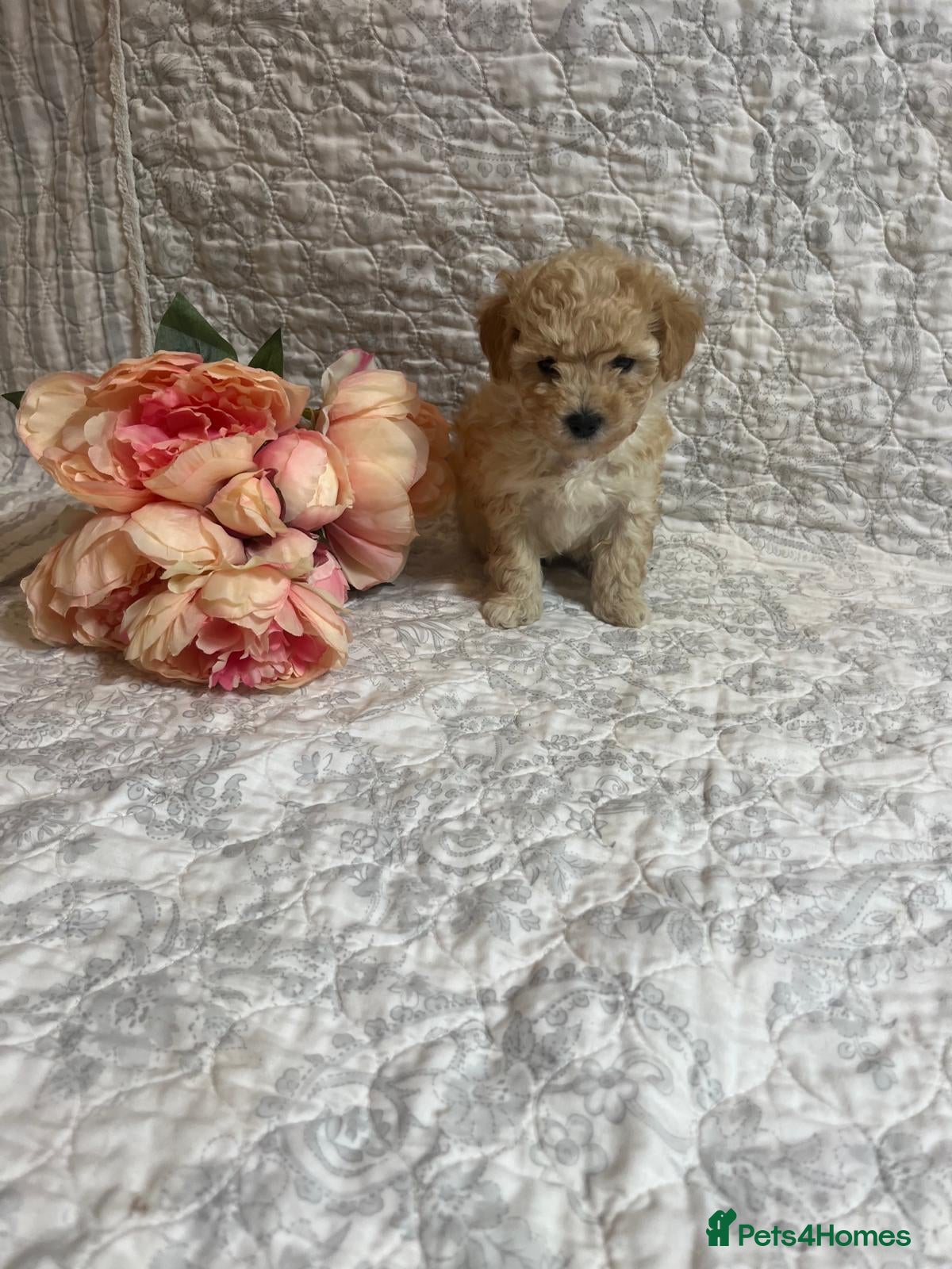 Maltipoo dogs 🤩 4 stunning f1 Maltipoo 🤩 - Advert 1