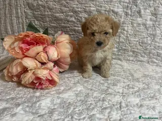 Maltipoo dogs 🤩 4 stunning f1 Maltipoo 🤩 - Advert 1