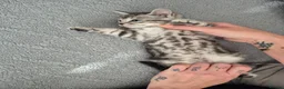 Mixed Breed cats for sale: Mixed bengal kittens - Advert 28