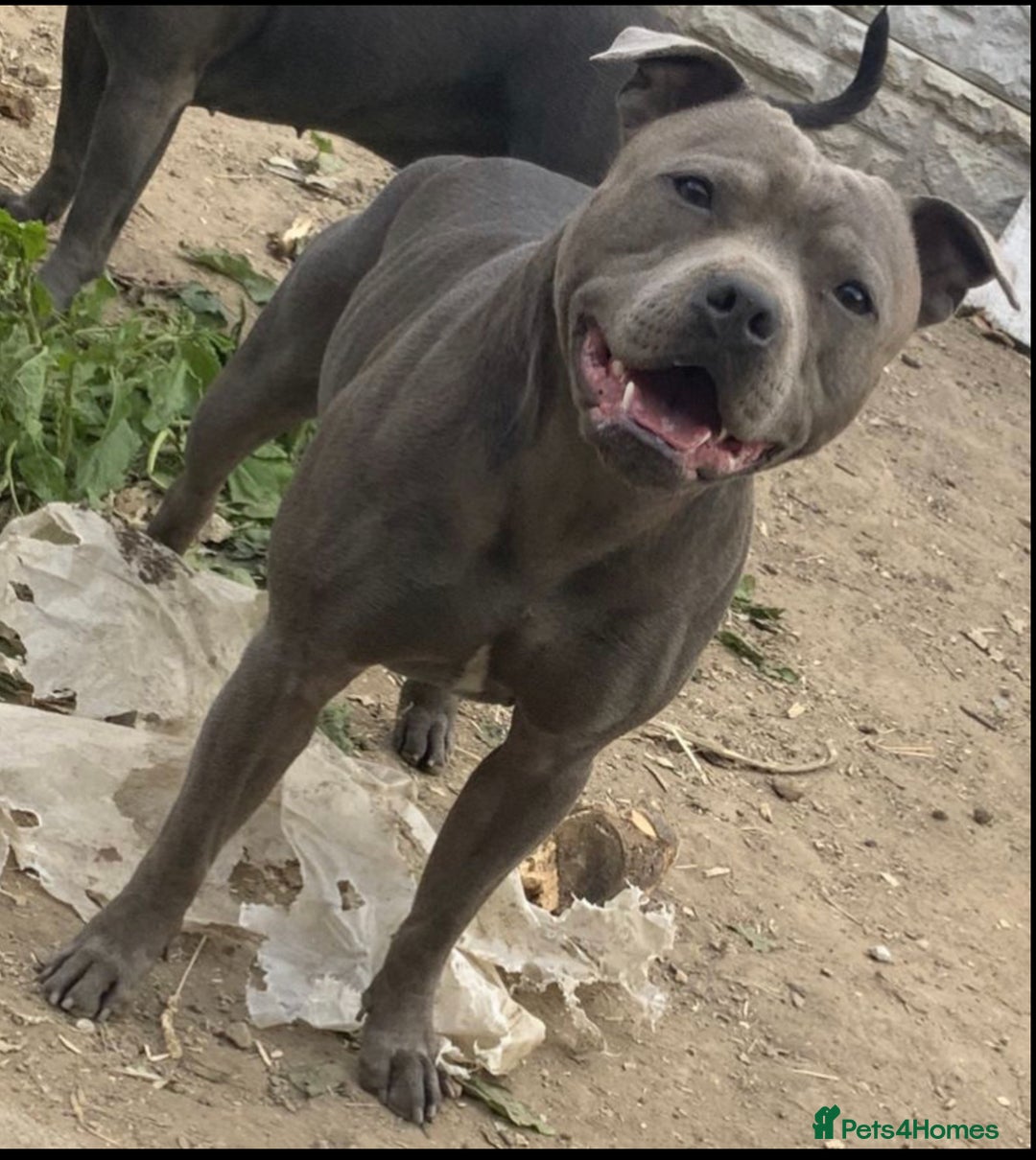 Staffordshire Bull Terrier dogs for stud: PROVEN KC REGISTERED STAFFORDSHIRE BULL TERRIER in Bradford - Advert 3