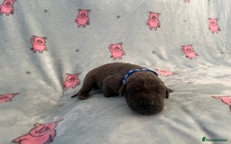 Great Dane dogs for sale: Great Dane puppies - Image 41