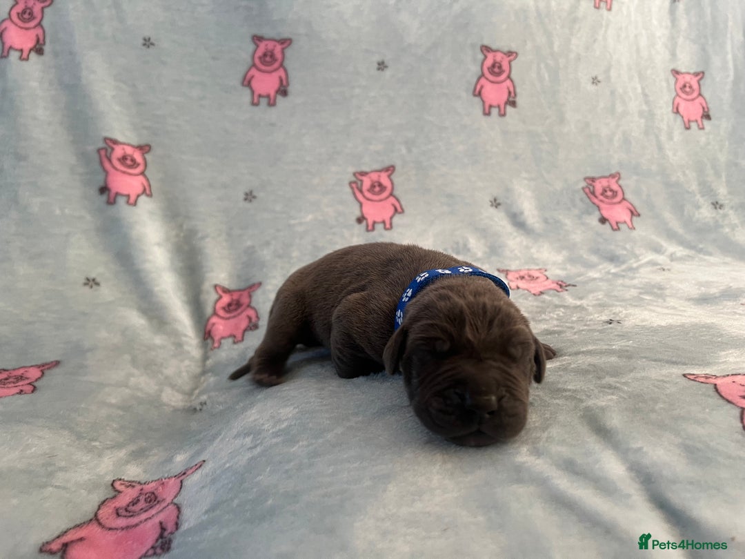 Great Dane dogs for sale: Great Dane puppies - Image 41