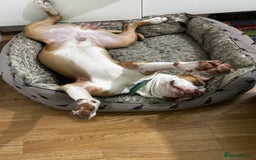 American Bulldog dogs for sale: 10 month puppy  - Image 2