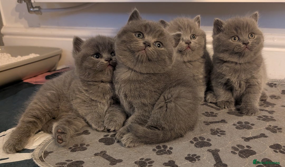 British Shorthair cats for sale: Adorable purebred British shorthair kittens - Advert 1