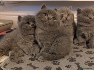 British Shorthair cats Adorable purebred British shorthair kittens - Advert 1