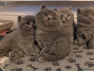 British Shorthair cats Adorable purebred British shorthair kittens - Advert 5