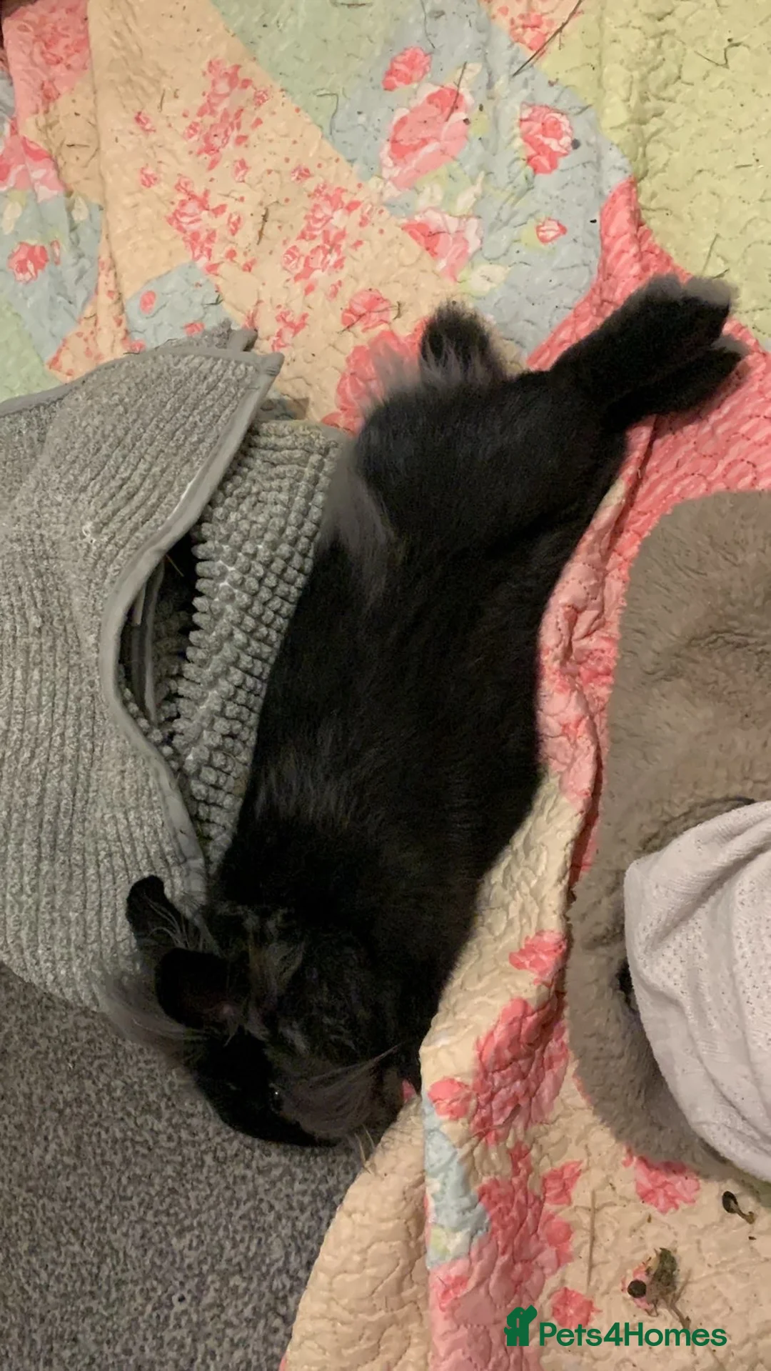 Lionhead rabbits for sale: teddy  - Advert 2