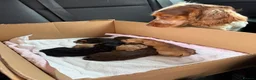 Cockapoo dogs for sale: 6 Beautiful Cockerpoos Puppies  - Advert 4