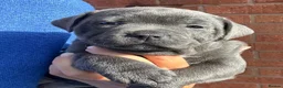 Staffordshire Bull Terrier dogs for sale: Beautiful chunky staffy pups ready to leave soon in Dudley - Advert 1