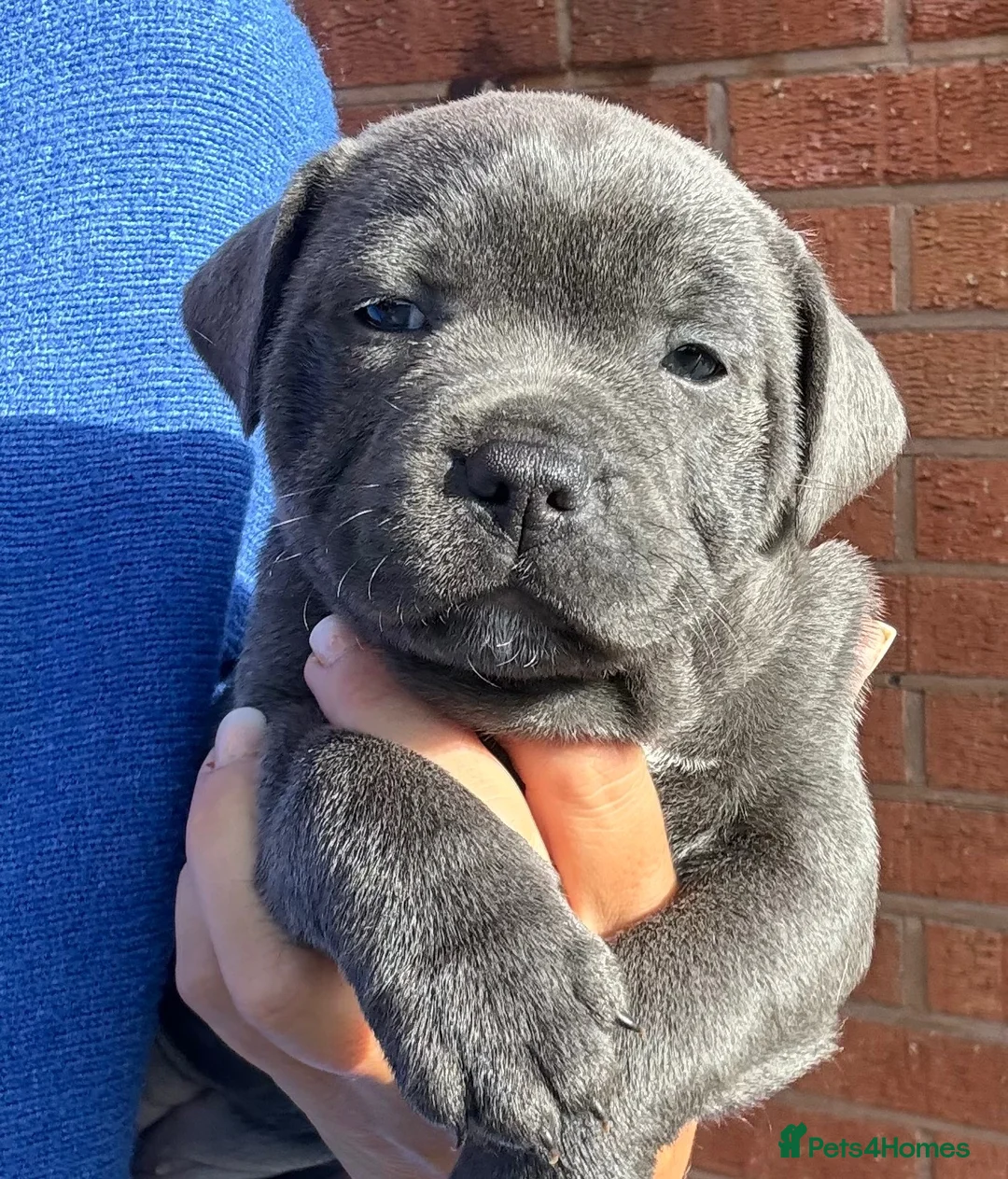Staffordshire Bull Terrier dogs for sale: Beautiful chunky staffy pups ready to leave soon in Dudley - Advert 1