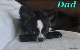 Chihuahua dogs for sale: Long Coat Chihuahua puppies - Image 28