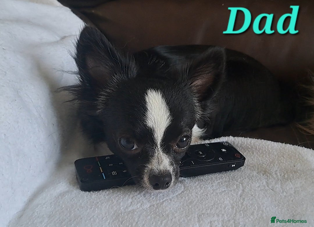 Chihuahua dogs for sale: Long Coat Chihuahua puppies - Image 28
