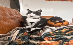 Mixed Breed cats for sale: Aurora £30 with cat carrier and some toys  - Image 4