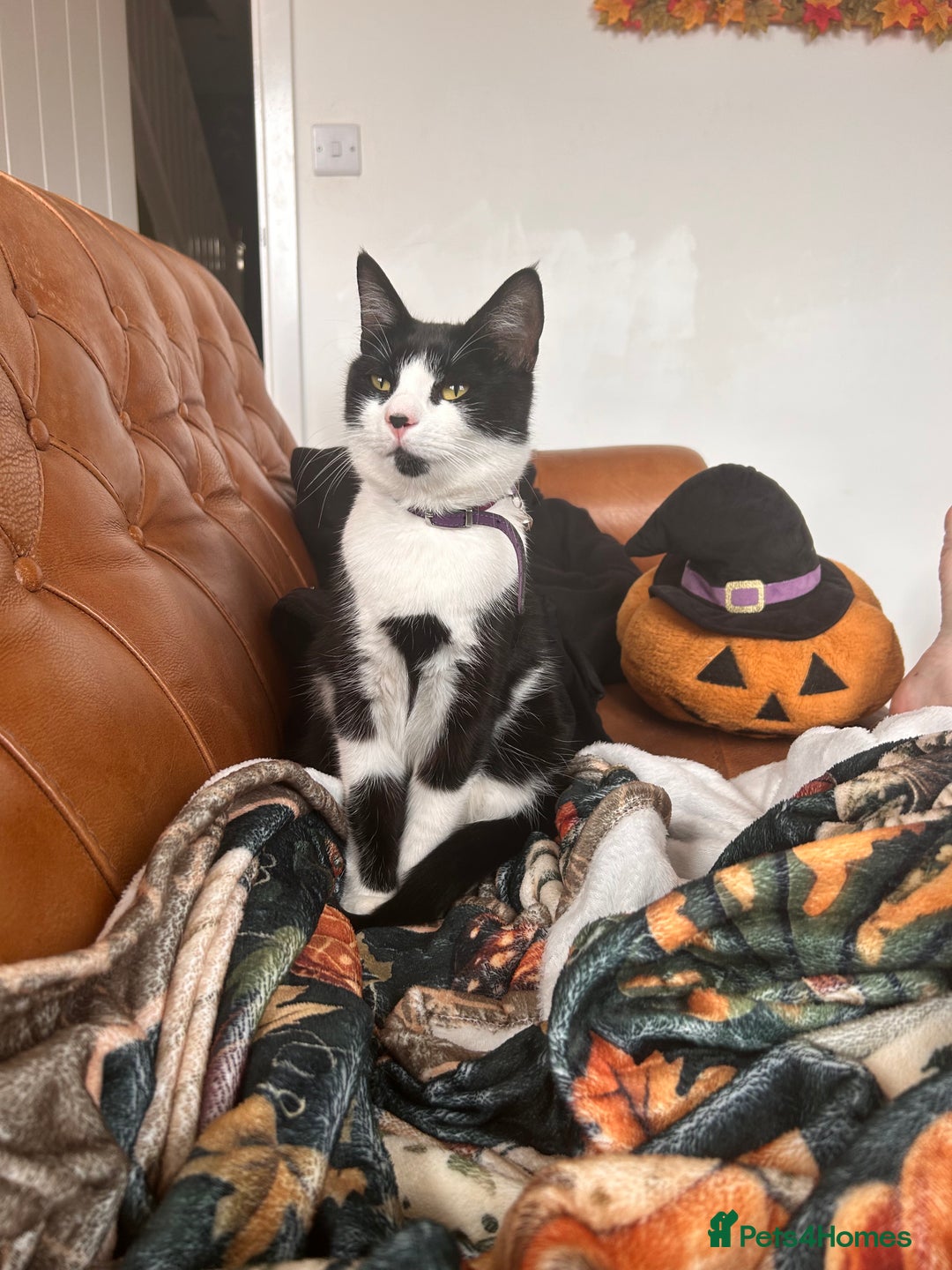 Mixed Breed cats for sale: Aurora £30 with cat carrier and some toys  - Image 4