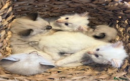 Ragamese cats for sale: Ragamese - Ragdoll x Siamese adorable kittens  - Image 17