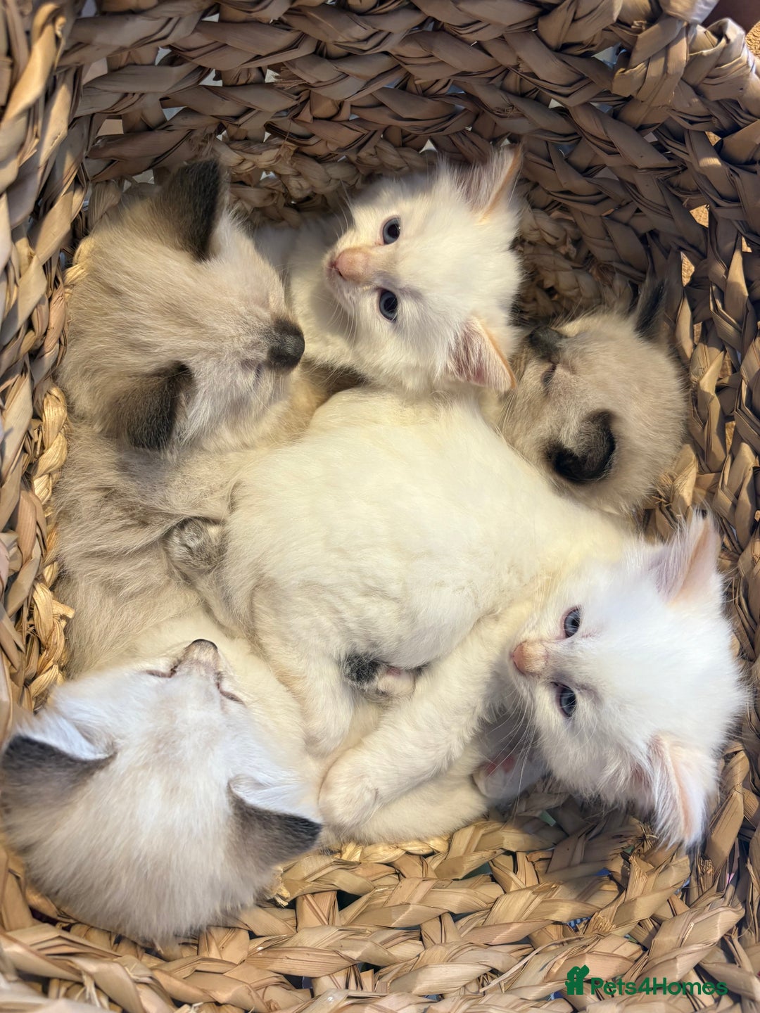 Ragamese cats for sale: Ragamese - Ragdoll x Siamese adorable kittens  - Image 17