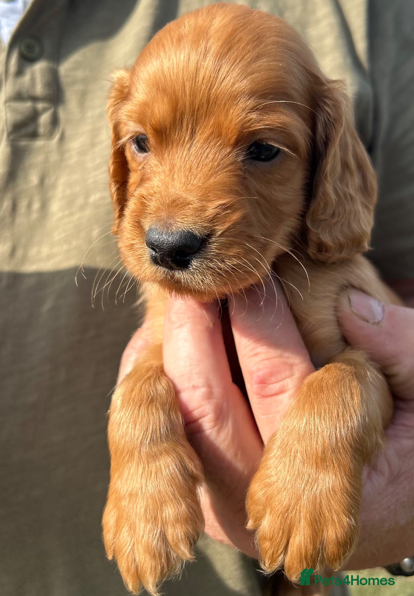 Cocker Spaniel dogs Healthy working cocker spaniels  - Advert 7
