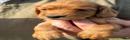 Cocker Spaniel dogs for sale: Healthy working cocker spaniels  - Advert 3