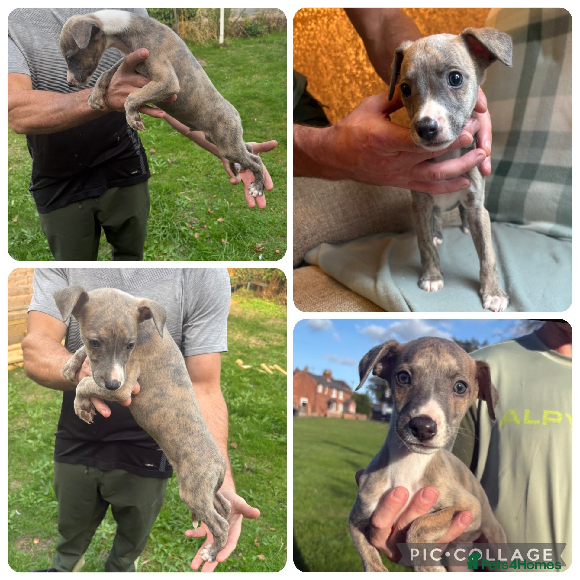Whippet dogs **2 left ** Exceptional litter of KC whippets - Advert 4