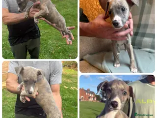 Whippet dogs **2 left ** Exceptional litter of KC whippets - Advert 2