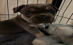 French Bulldog dogs for sale: Male French Bulldog - Image 4
