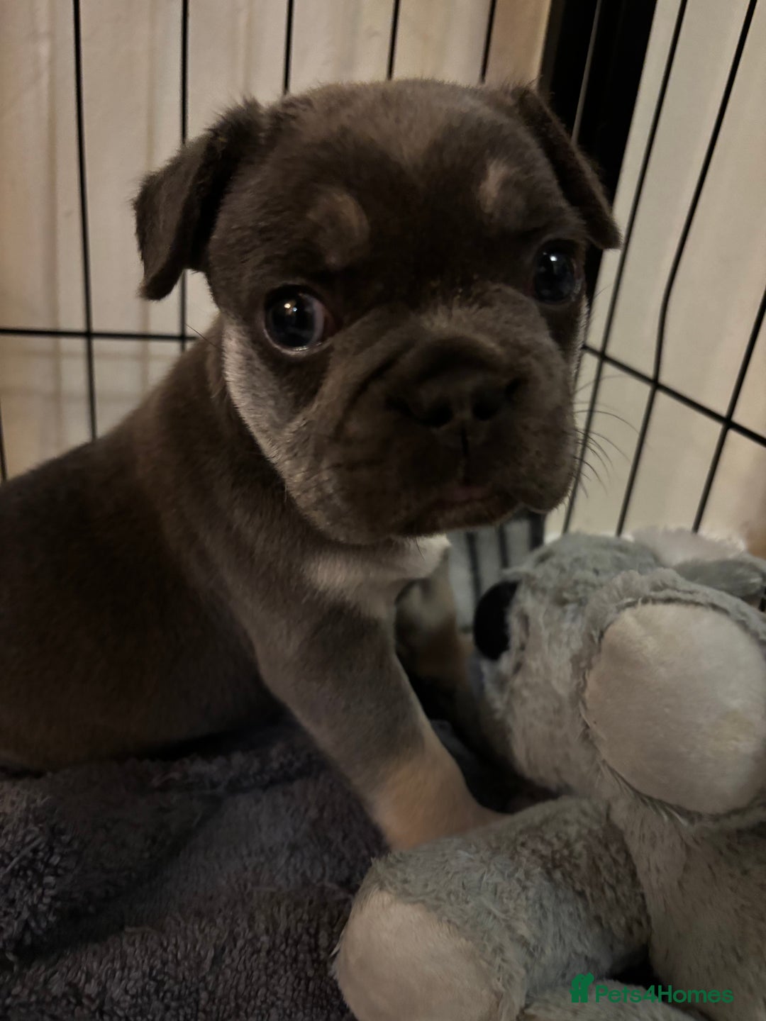 French Bulldog dogs for sale: Male French Bulldog - Image 4