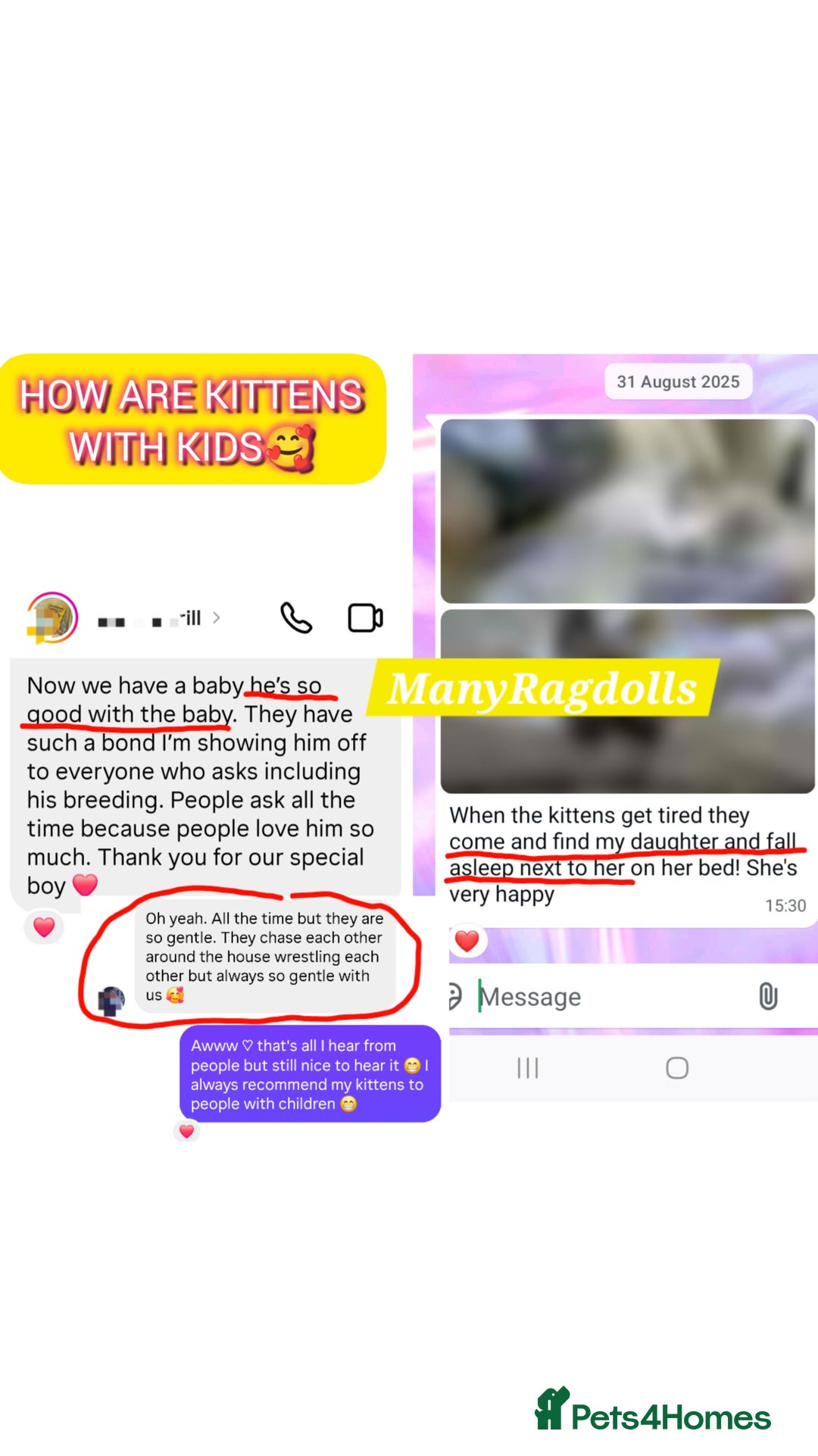 Ragdoll cats for sale: Ragdoll kitten Bluepoint beautiful  - Advert 7