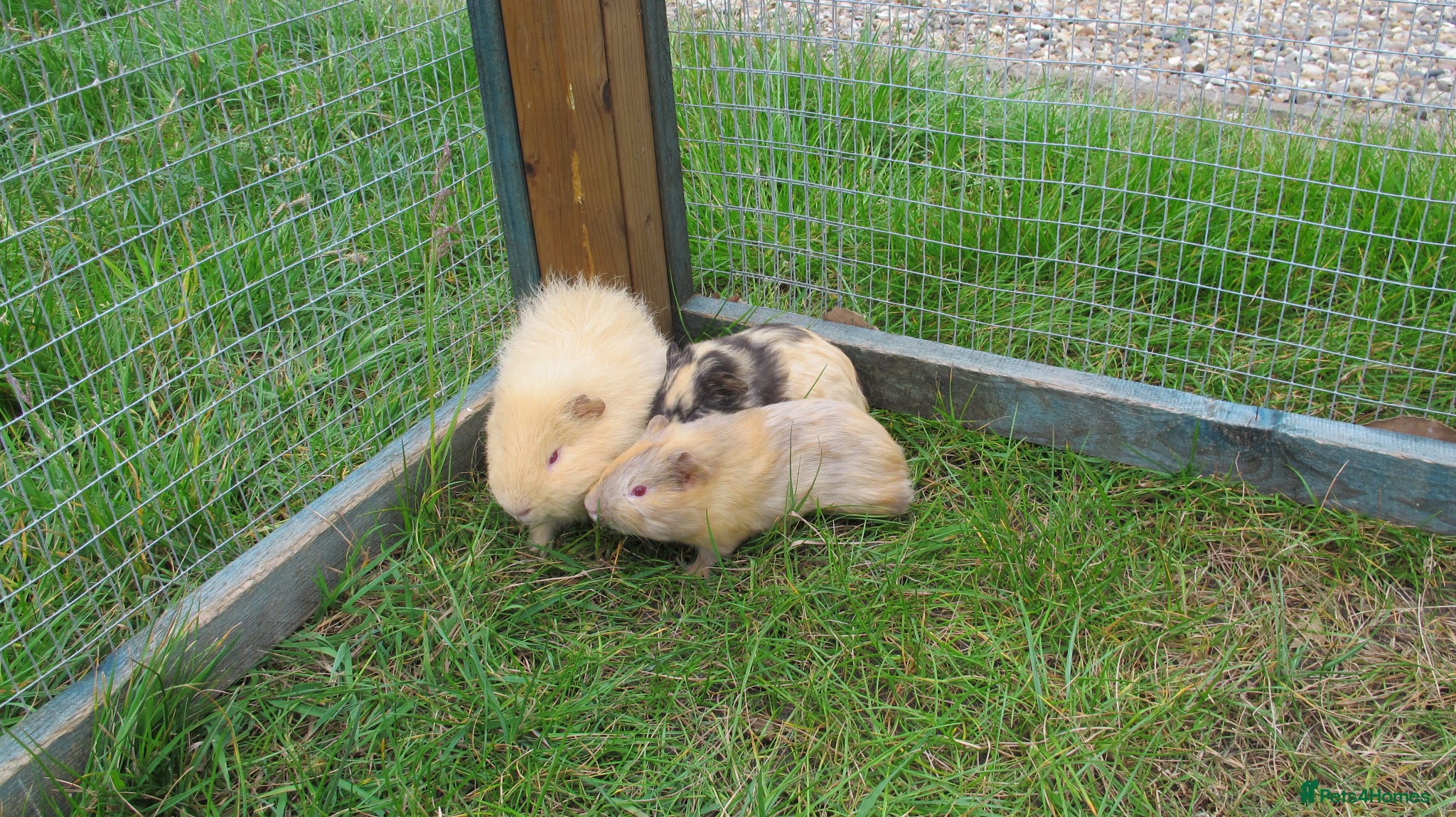 Guinea Pig rodents Male & Female guinea pigs various types & colours - Advert 12
