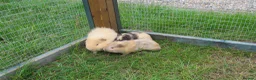 Guinea Pig rodents for sale: Male & Female guinea pigs various types & colours  - Advert 5