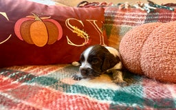 Cocker Spaniel dogs for sale: Beautiful Show Type Cocker Spaniel Puppies - Image 4