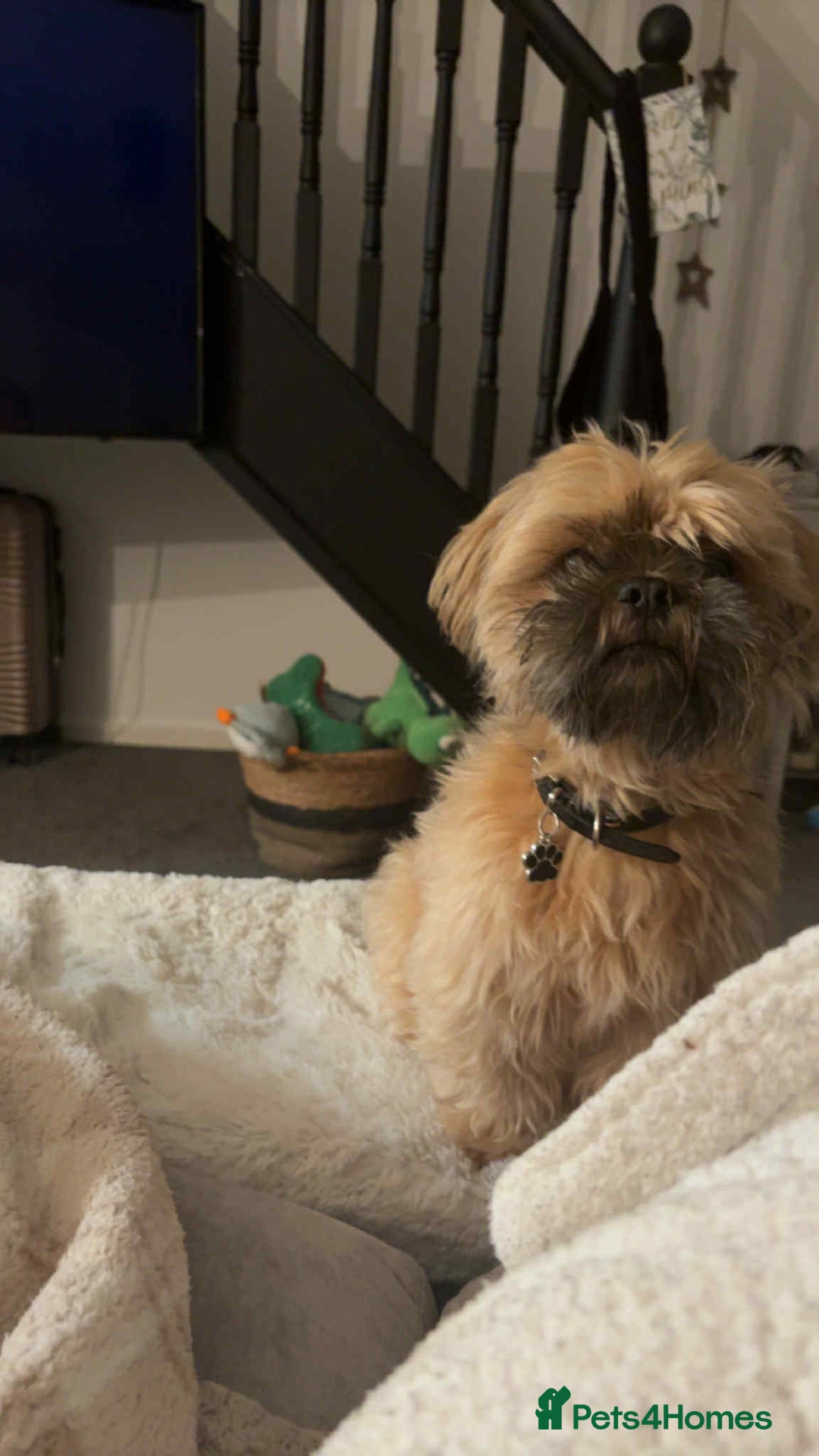 Shih Tzu dogs for sale: Shih tzu older boy - Advert 6