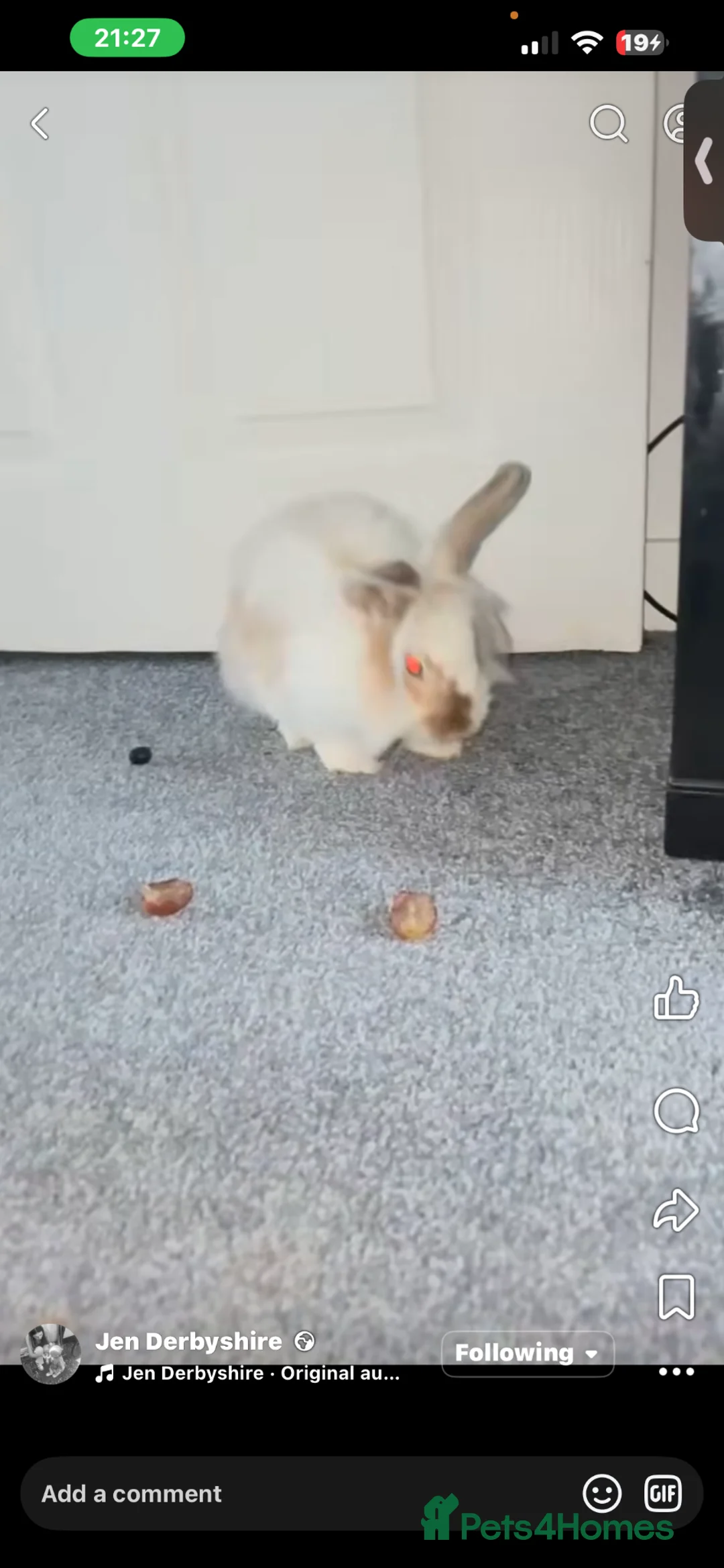 Lionhead rabbits for sale: Lion head rabbit  in Derby - Advert 2