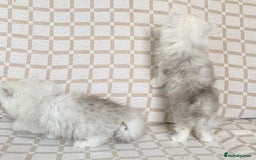 Persian cats for sale: Ready to leave 2 left!  in Birmingham - Image 4