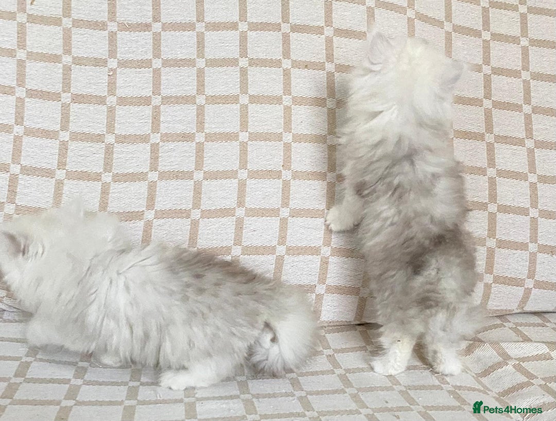 Persian cats for sale: Ready to leave 2 left!  in Birmingham - Image 4