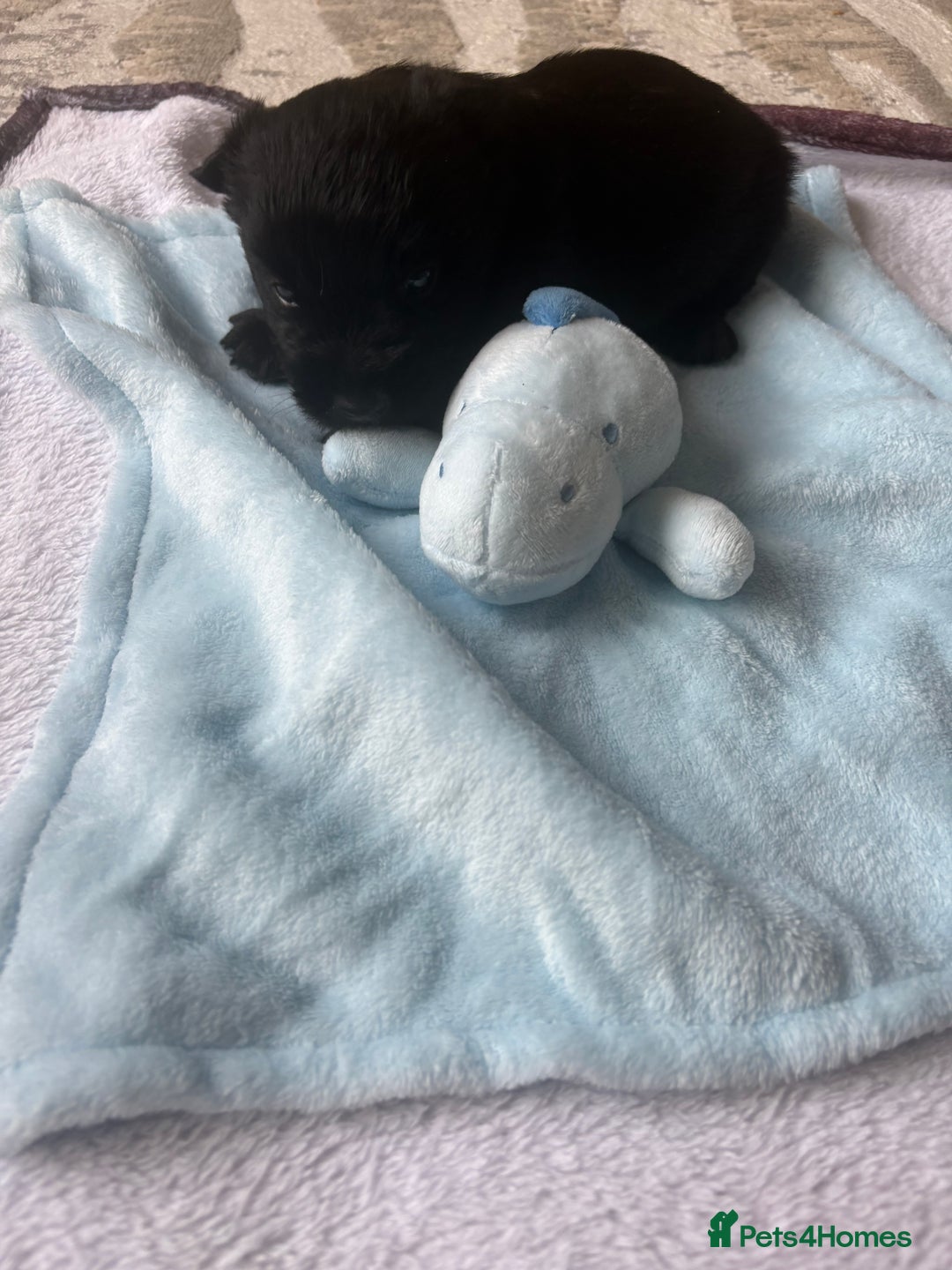 Scottish Terrier dogs for sale: Beautiful Scottish terrier puppy  - Advert 8