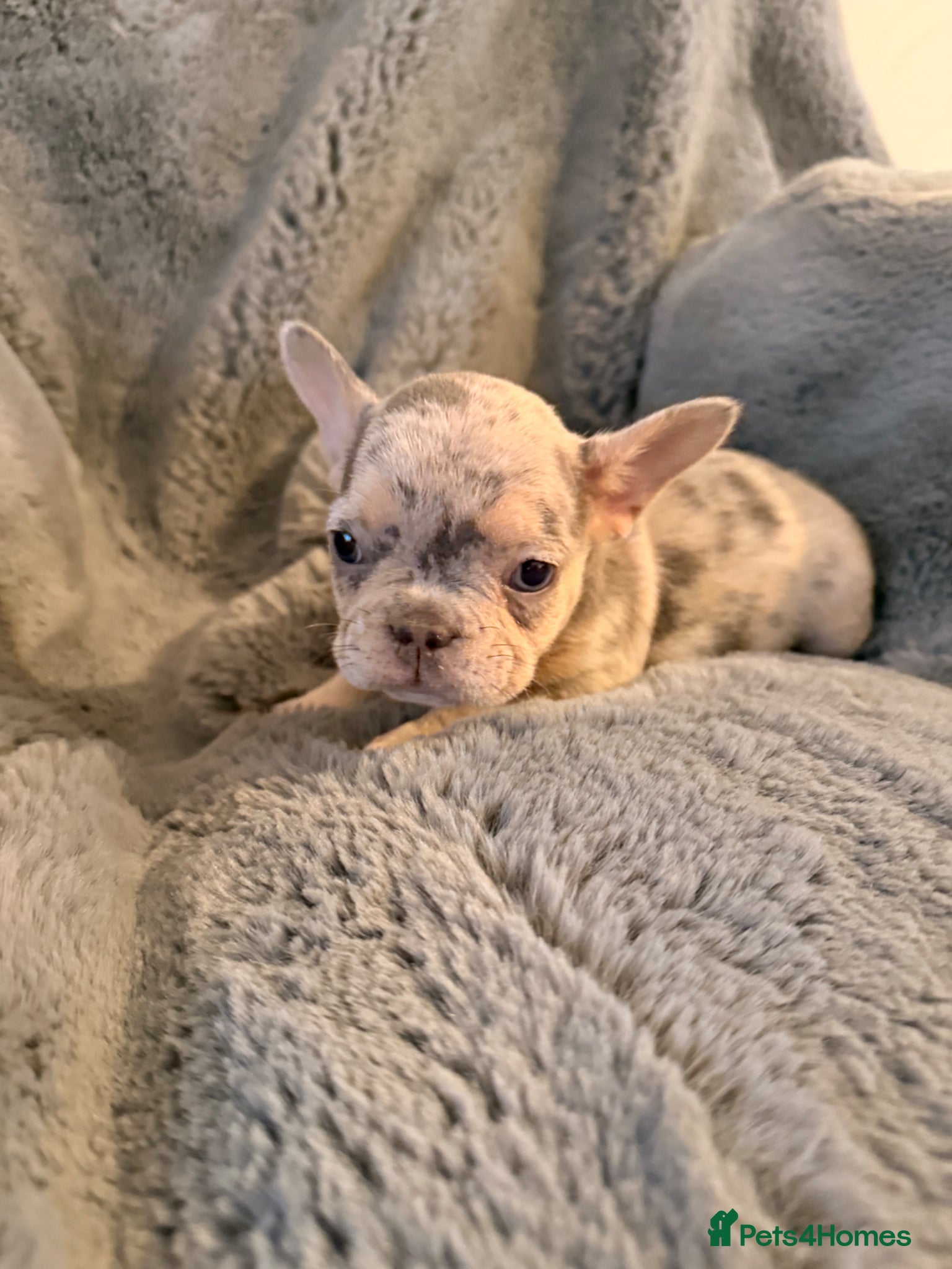 French Bulldog dogs LAST GIRL KC Registered French Bulldog Puppies🌟 - Advert 1