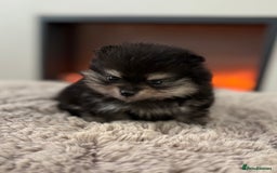 Pomeranian dogs for sale: KC Black&Tan Pom puppies stunning 🤩 🧡🖤 - Image 2