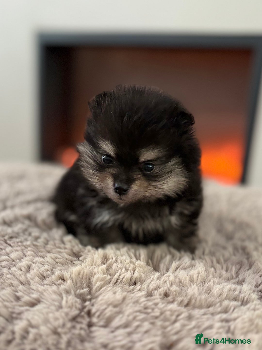 Pomeranian dogs for sale: KC Black&Tan Pom puppies stunning 🤩 🧡🖤 - Image 2