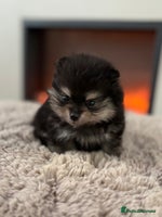 Pomeranian dogs - Advert 2