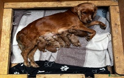 Cockapoo dogs for sale: 🌟Golden Cockapoos🌟 - Image 3