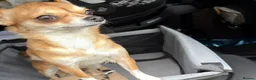 Chihuahua dogs for sale: Brown chihuahua female  in Bolton - Advert 3