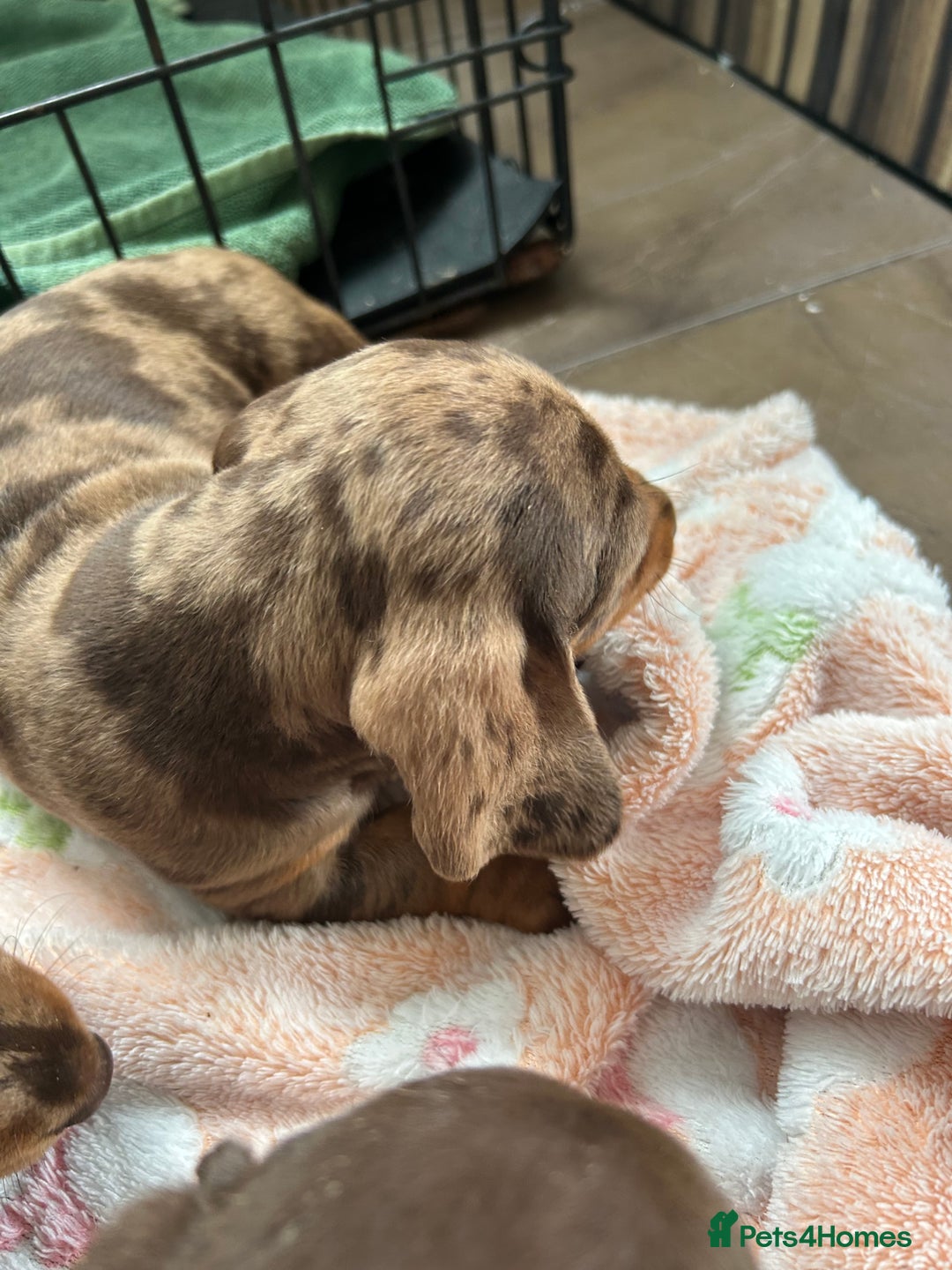 Dachshund dogs for sale: Dachshund medium/small dappled chocolate - Image 10