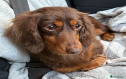 Miniature Dachshund dogs for sale: 💚🧡Stunning KC Longhaired Mini Dachshunds💚🧡 - Image 13