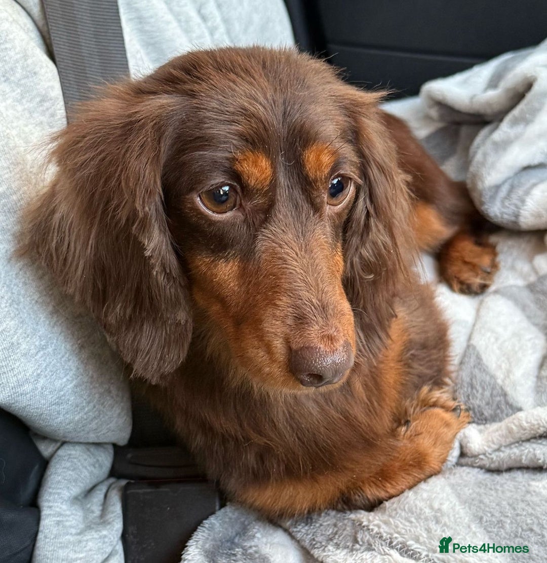 Miniature Dachshund dogs for sale: 💚🧡Stunning KC Longhaired Mini Dachshunds💚🧡 - Image 13