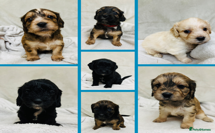 Mixed Breed dogs - Advert 2