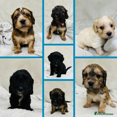 Mixed Breed dogs - Advert 2