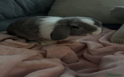 Mini Lop rabbits for sale: Blue eyed mini lop - Image 3