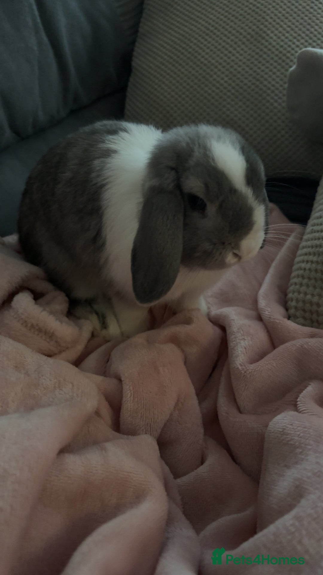 Mini Lop rabbits for sale: Blue eyed mini lop - Image 3
